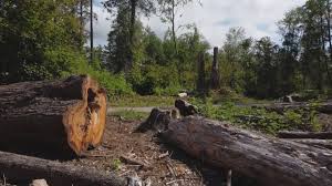 Best Tree Removal  in Deer Lodge, MT