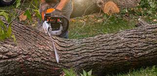 Reliable Deer Lodge, MT Tree Removal Services Solutions