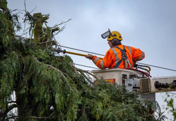 Best Hazardous Tree Removal  in Deer Lodge, MT