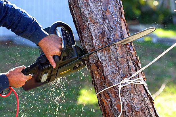 Best Tree Health Inspection  in Deer Lodge, MT