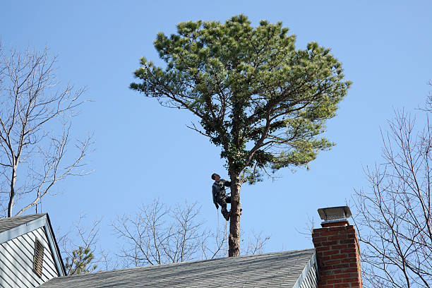 How Our Tree Care Process Works  in  Deer Lodge, MT